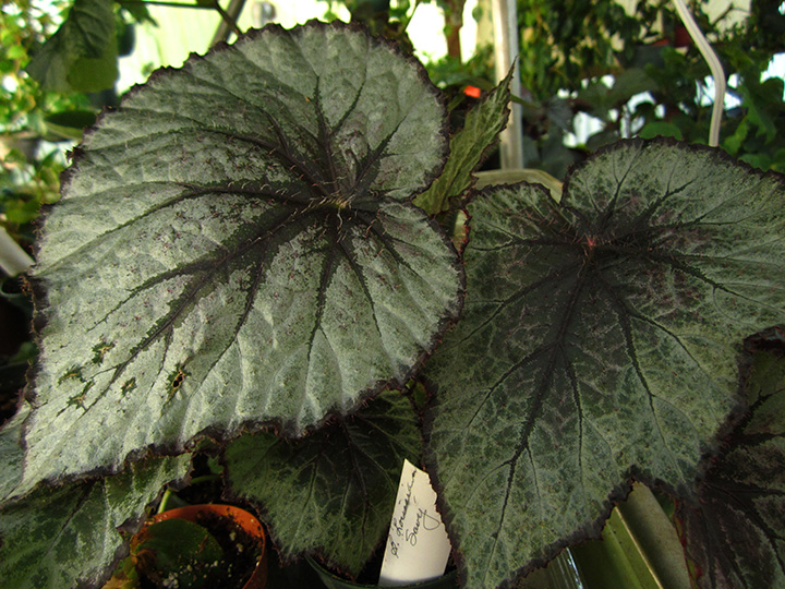 B. ‘Miss Louisiana’
